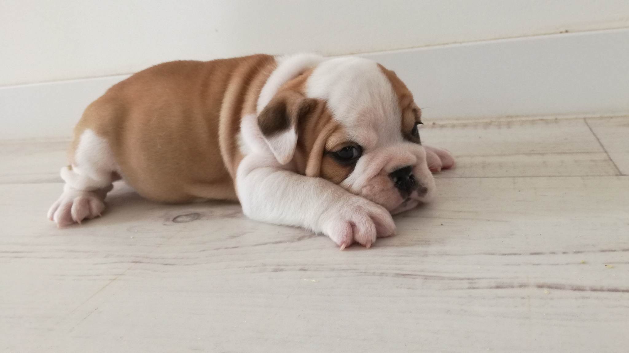 De La Pop D'Elo - Chiots disponibles - Bulldog Anglais