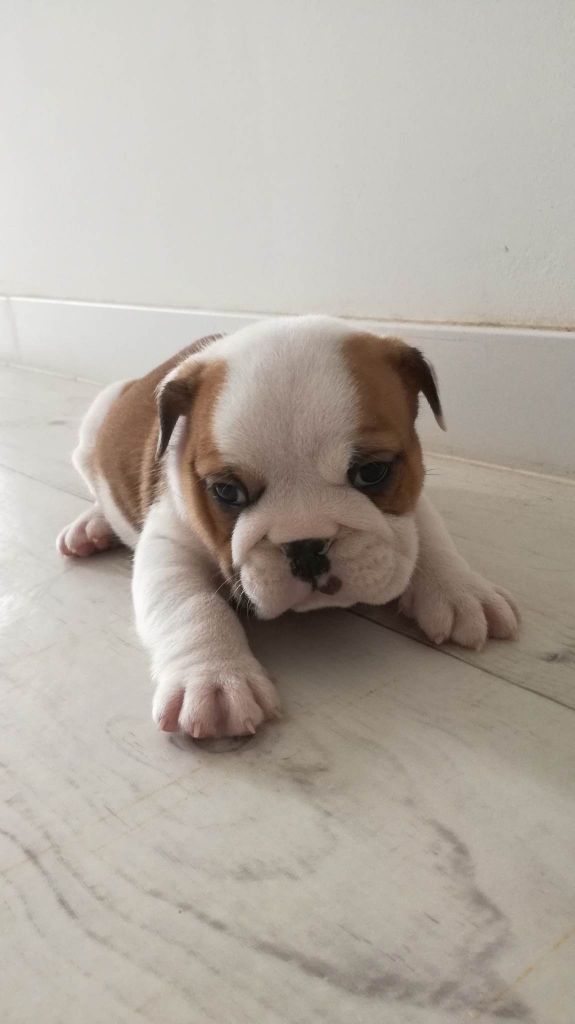 Chiot Bulldog Anglais De La Pop D'Elo