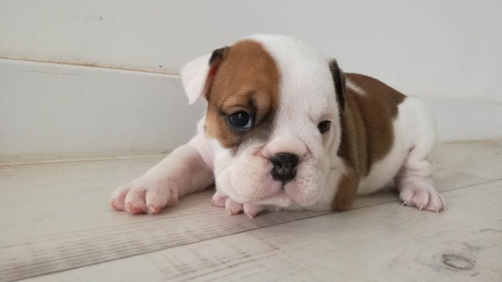 De La Pop D'Elo - Chiots disponibles - Bulldog Anglais