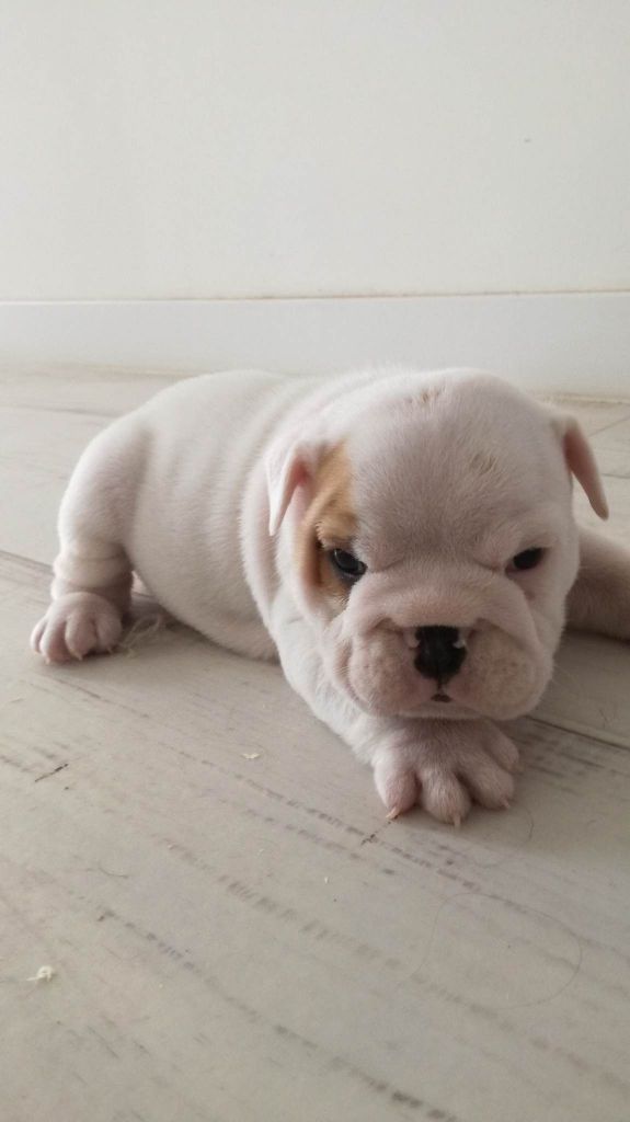 De La Pop D'Elo - Chiots disponibles - Bulldog Anglais