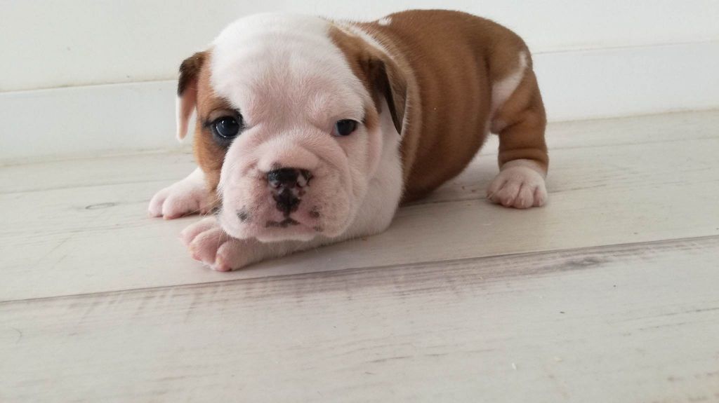 De La Pop D'Elo - Chiots disponibles - Bulldog Anglais